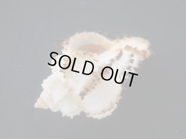 画像3: イソバナツブリ　フォームダンピア (3)