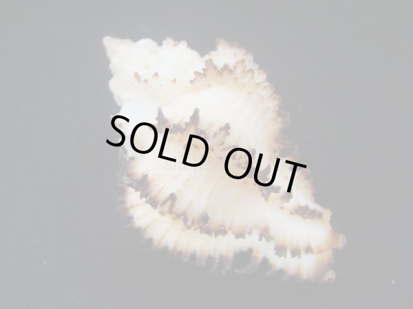 画像2: イソバナツブリ　フォームダンピア (2)