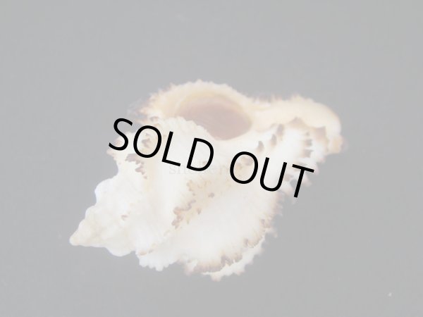 画像3: イソバナツブリ　フォームダンピア (3)