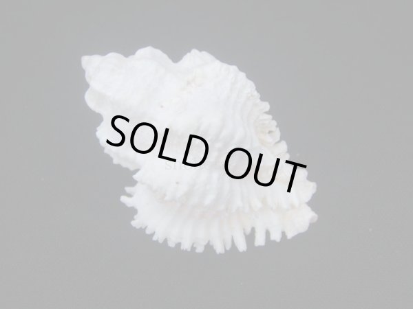 画像2: イソバナツブリ　フォームボシェット (2)