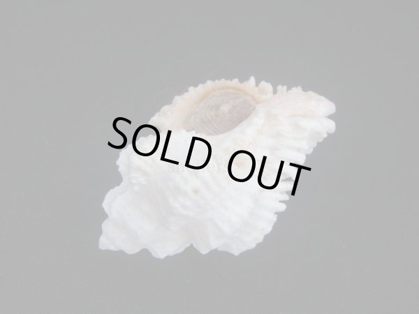 画像3: イソバナツブリ　フォームボシェット (3)