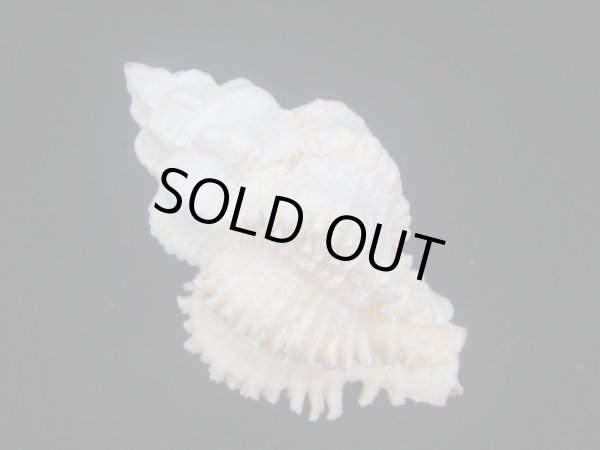 画像2: イソバナツブリ　フォームボシェット (2)