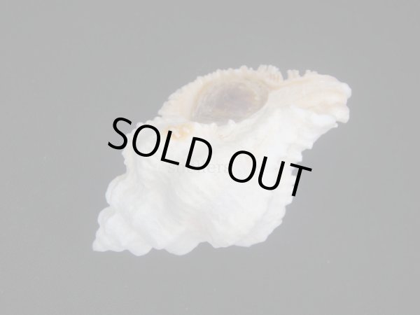 画像3: イソバナツブリ　フォームボシェット (3)