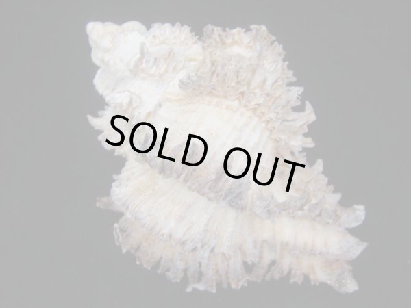 画像2: イソバナツブリ　フォームニンガル (2)