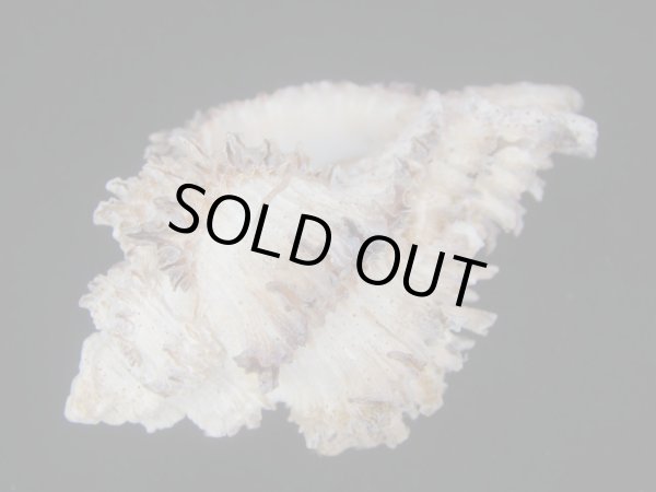 画像3: イソバナツブリ　フォームニンガル (3)