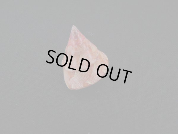 画像2: クチミドリエンスイチグサガイ (2)