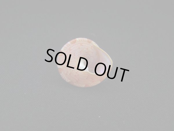 画像3: クチミドリエンスイチグサガイ (3)