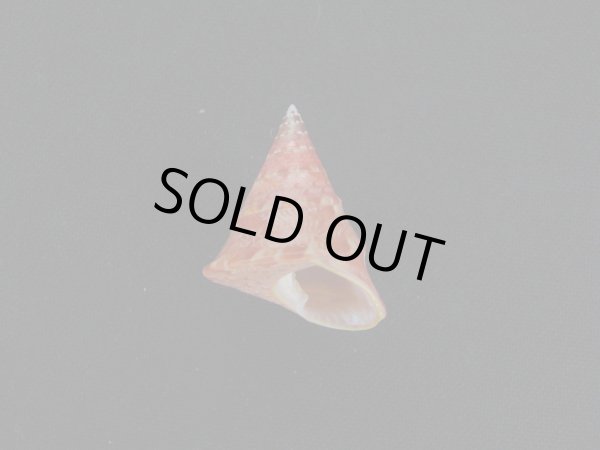 画像1: クチミドリエンスイチグサガイ (1)