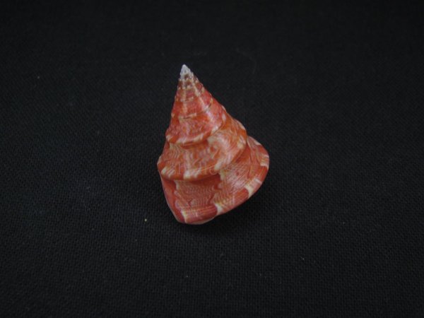 画像2: クチミドリエンスイチグサガイ (2)