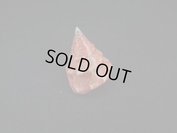 画像2: クチミドリエンスイチグサガイ (2)