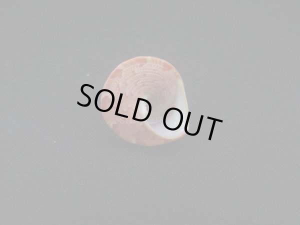 画像3: クチミドリエンスイチグサガイ (3)