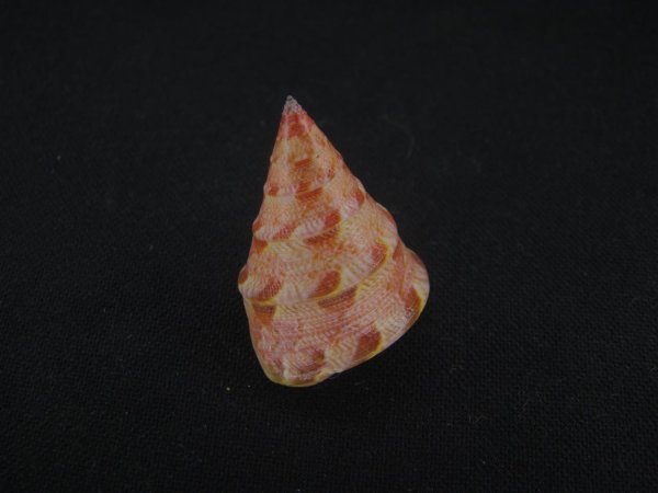 画像2: クチミドリエンスイチグサガイ (2)