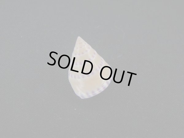 画像2: コイキエビス (2)