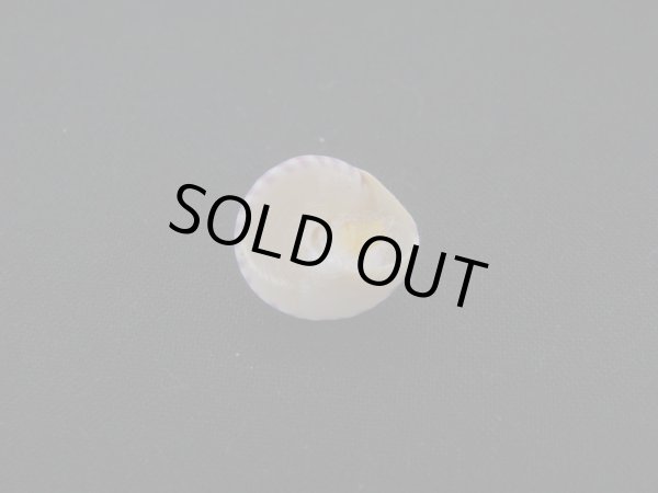 画像3: コイキエビス (3)