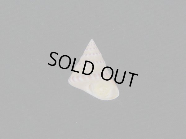 画像1: コイキエビス (1)