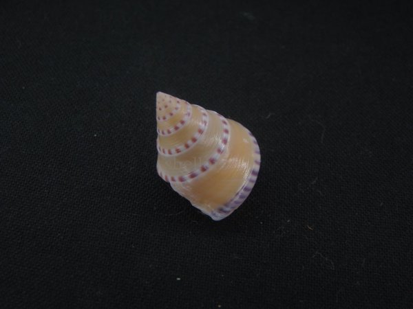 画像2: コイキエビス (2)