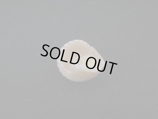 画像3: コイキエビス (3)