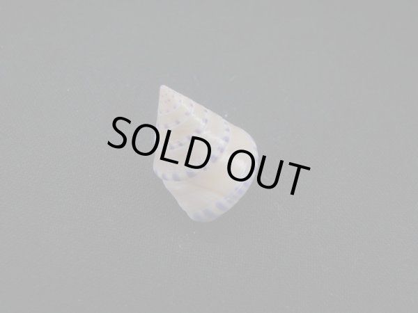 画像2: コイキエビス 美品 (2)