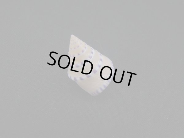 画像2: コイキエビス 特美品 (2)