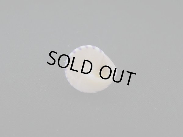 画像3: コイキエビス 特美品 (3)