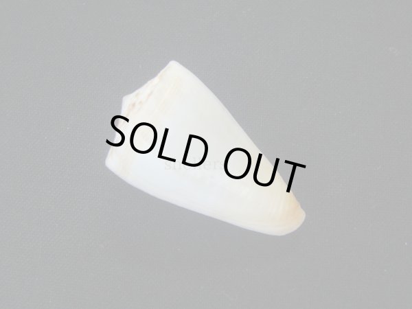 画像2: ヒクニールセンイモ (2)