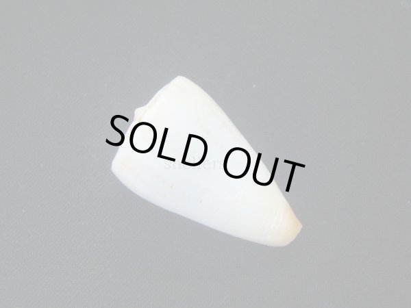 画像2: ヒクニールセンイモ (2)