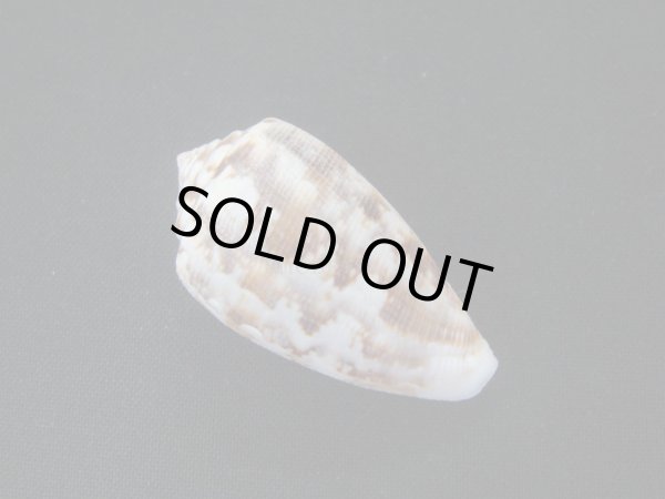 画像2: ミナミシタンイモ (2)