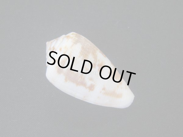 画像2: ミナミシタンイモ (2)