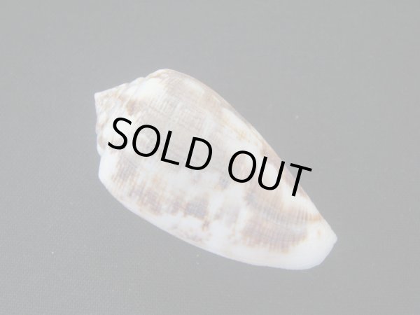 画像2: ミナミシタンイモ 大 (2)