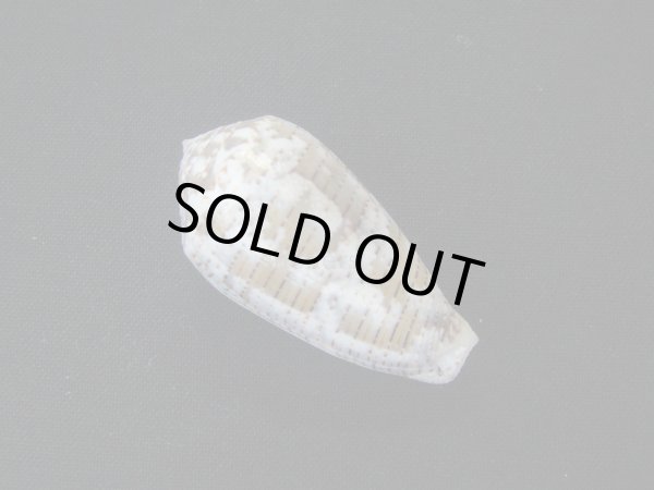 画像2: メノウイモ (2)