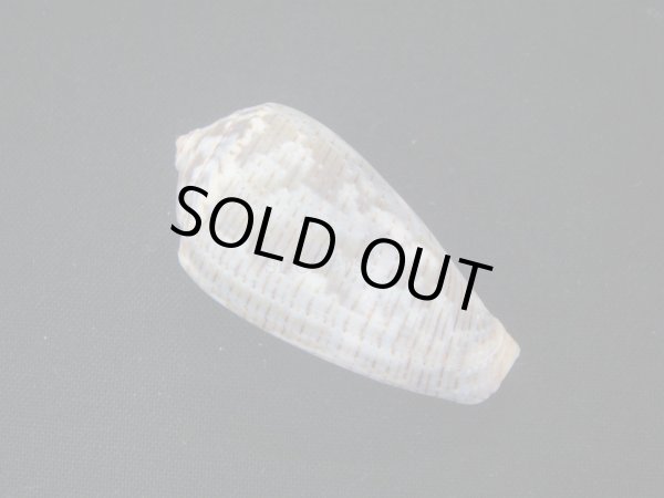 画像2: メノウイモ (2)