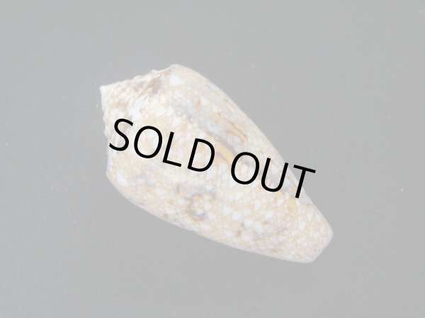 画像2: ビクトリアジョウオウイモ (2)