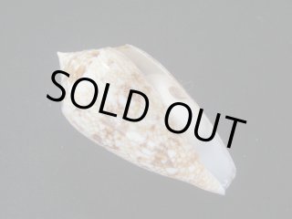 イモガイ類 - Kaiショップ