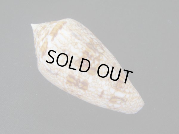 画像2: ビクトリアジョウオウイモ 大 (2)