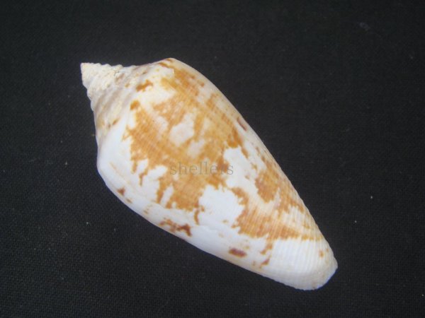 画像2: アネモネイモ 大 (2)