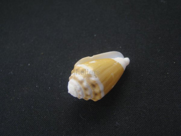 画像3: カスガイモ (3)