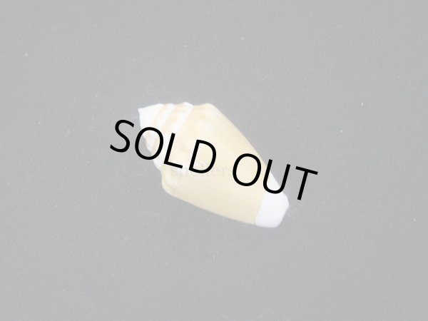 画像2: カスガイモ (2)