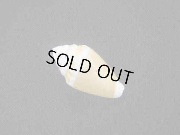 画像2: カスガイモ (2)