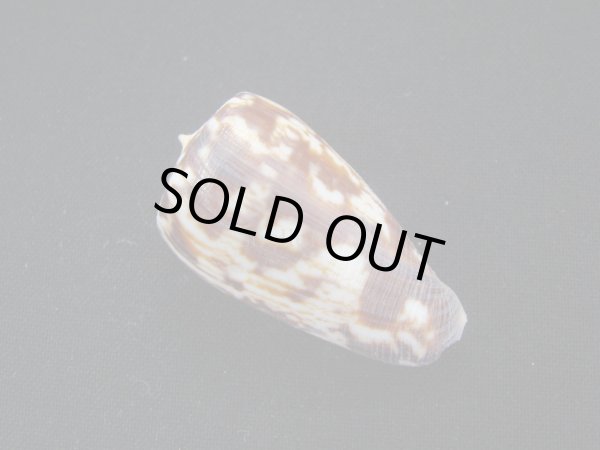 画像2: ヒロクチイモ (2)