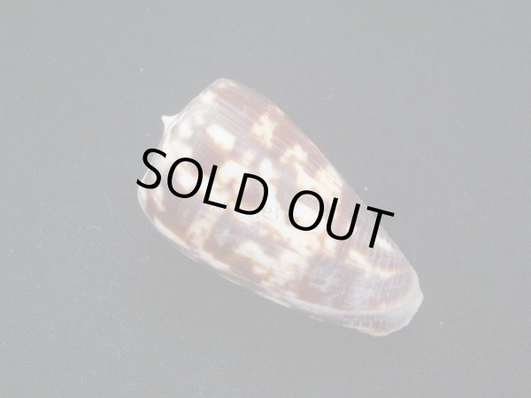 画像2: ヒロクチイモ (2)