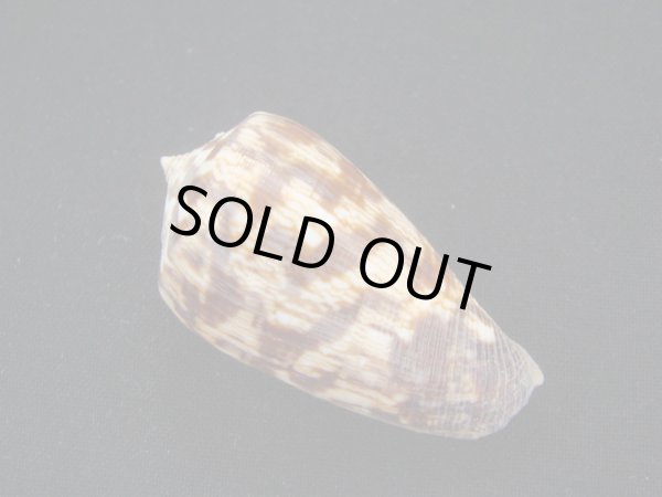 画像2: ヒロクチイモ (2)