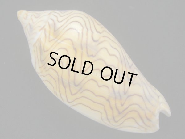 画像2: モクメボラ フォームセブンマイルビーチ (2)