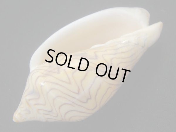 画像3: モクメボラ フォームセブンマイルビーチ (3)