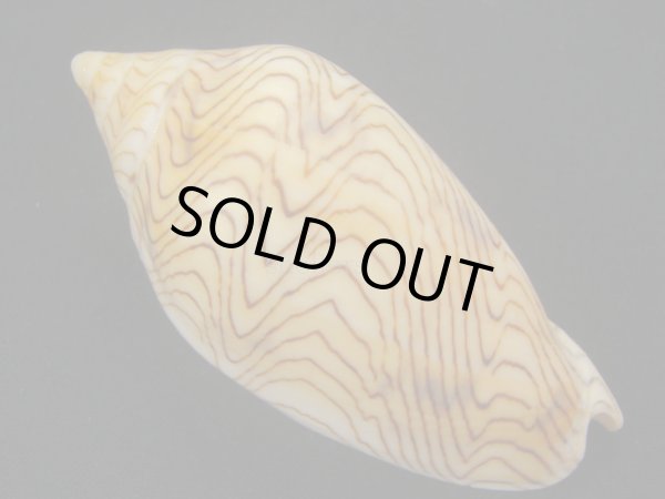 画像2: モクメボラ フォームセブンマイルビーチ (2)