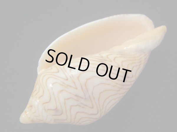 画像3: モクメボラ フォームセブンマイルビーチ (3)