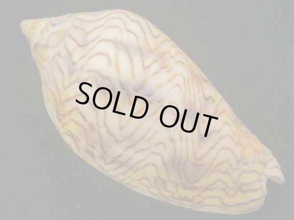 画像2: モクメボラ　フォームセブンマイルビーチ　大 (2)