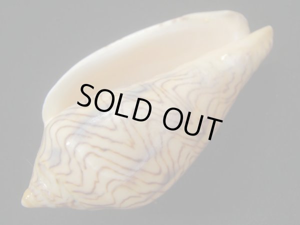 画像3: モクメボラ　フォームセブンマイルビーチ　大 (3)