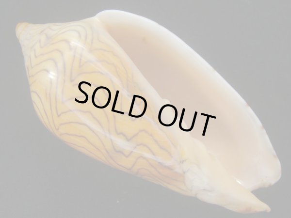 画像2: モクメボラ　フォームペグスビーチ　大 (2)