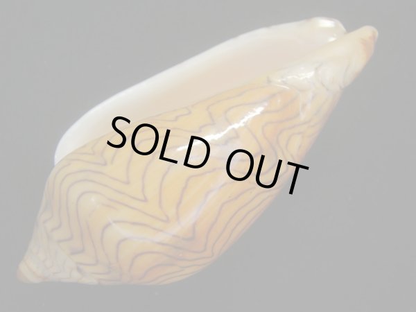 画像3: モクメボラ　フォームペグスビーチ　大 (3)