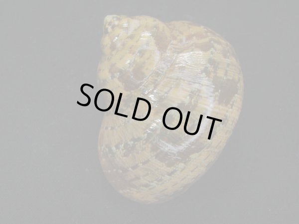 画像2: ゴウシュウリュウテンサザエ (2)